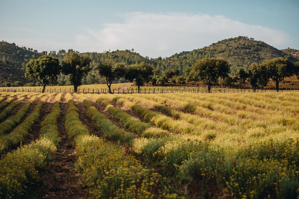  corsican