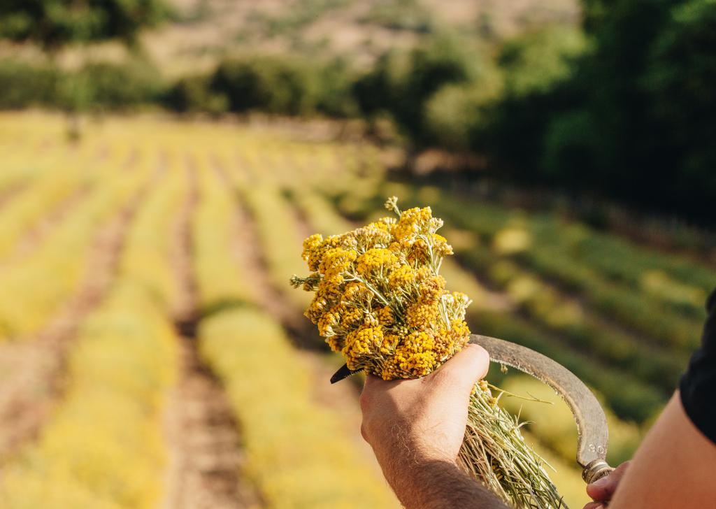  corsican immortelle