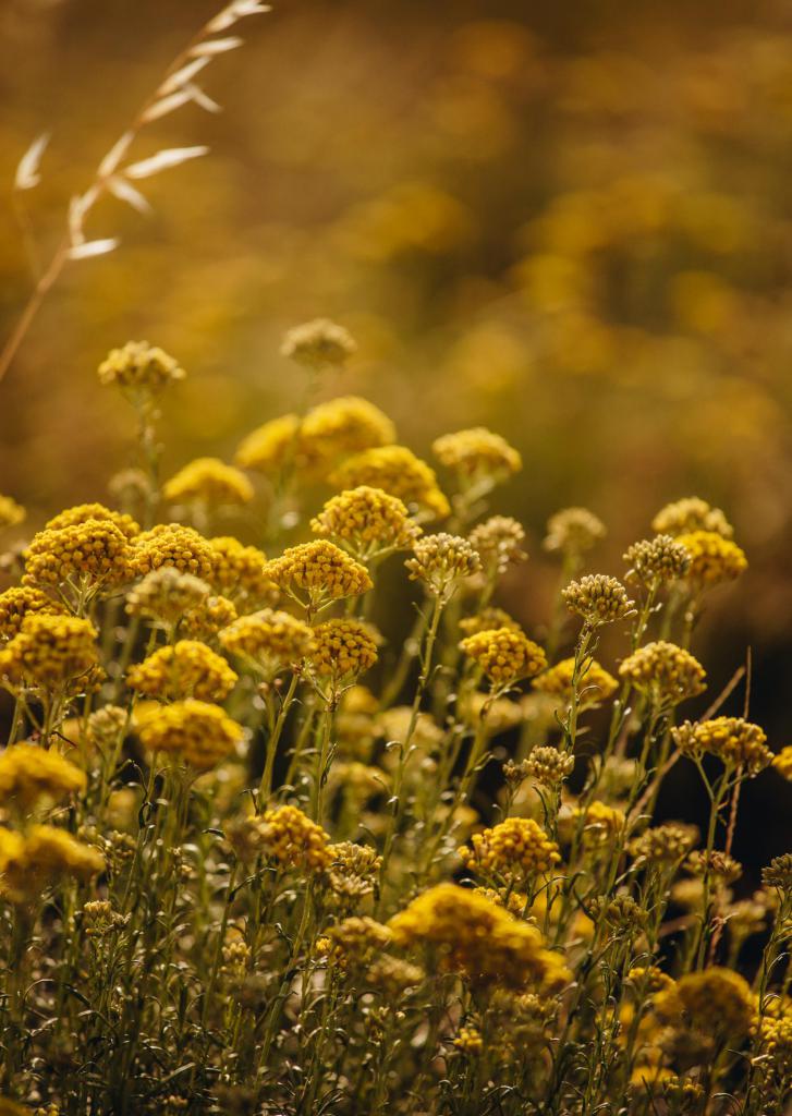  organic essential oil